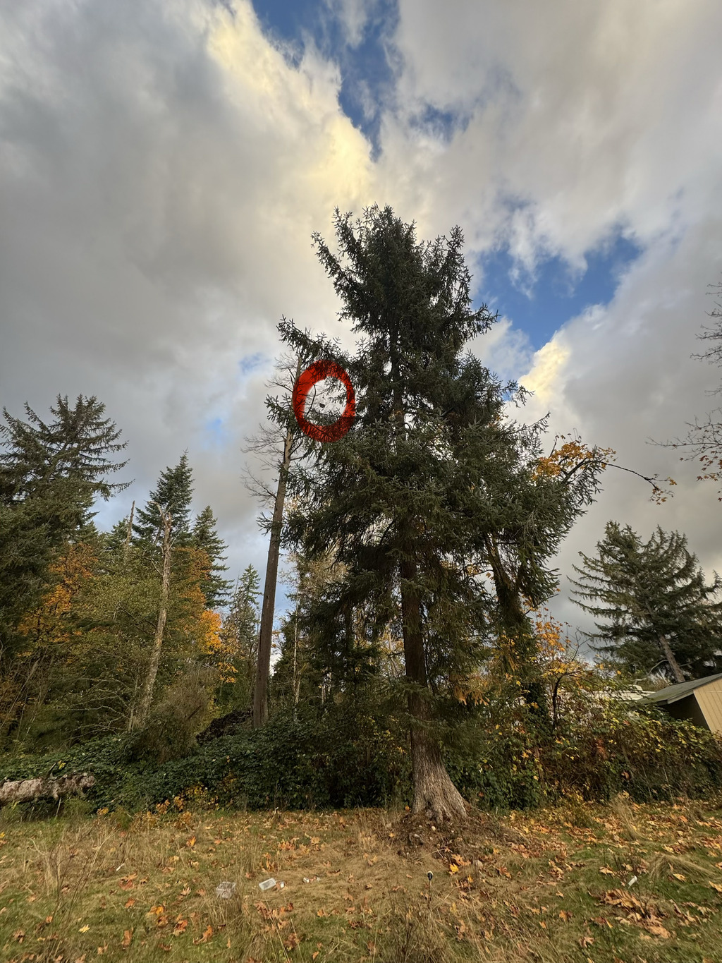 View of a node in a tree